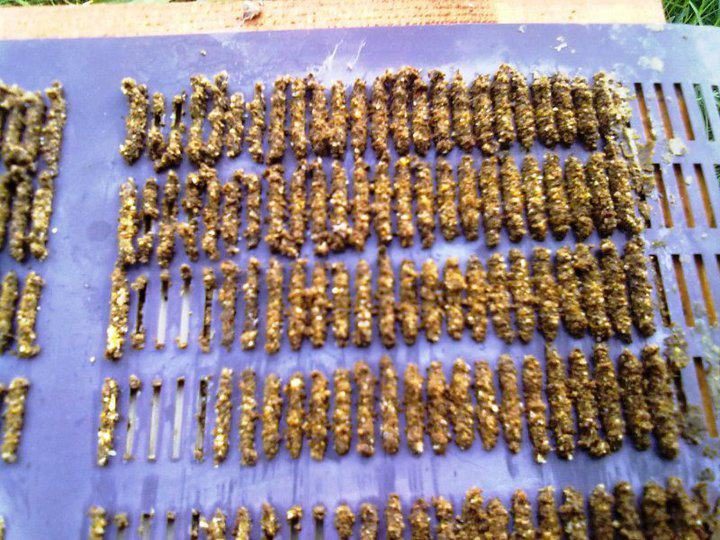 Propolis Tuzağı