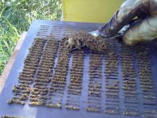 propolis tuzağıyla üretim